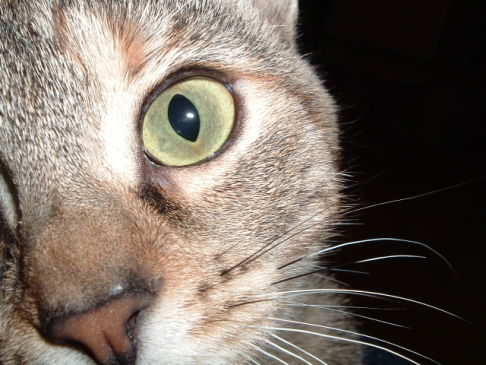 Picture of a cat / kitten / feline