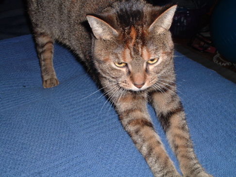 Picture of a cat / kitten / feline