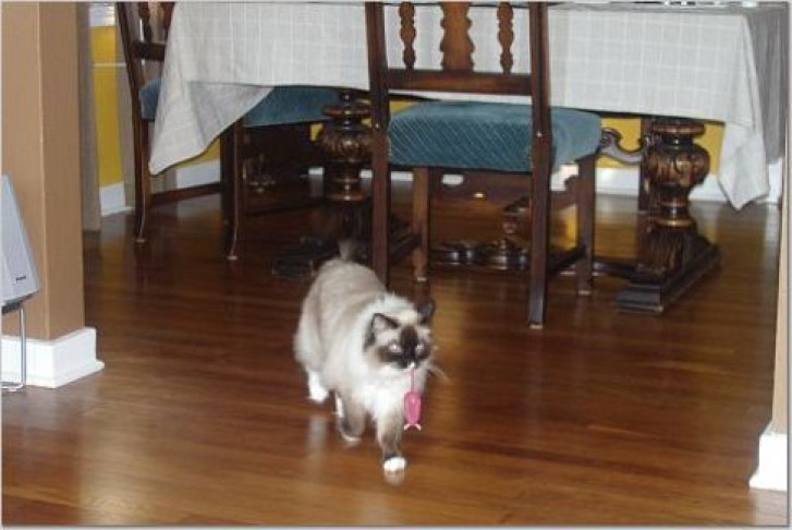 Picture of a cat / kitten / feline