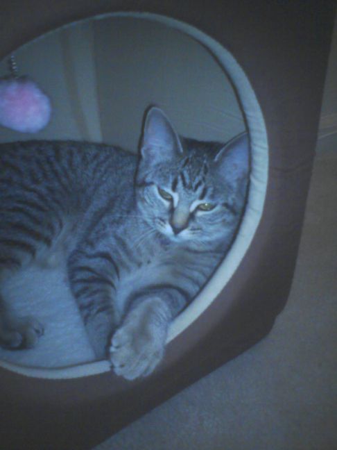 Picture of a cat / kitten / feline