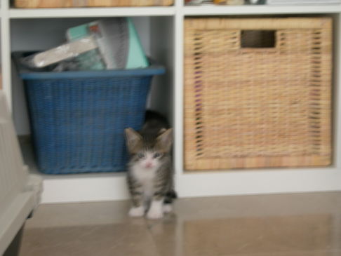 Picture of a cat / kitten / feline