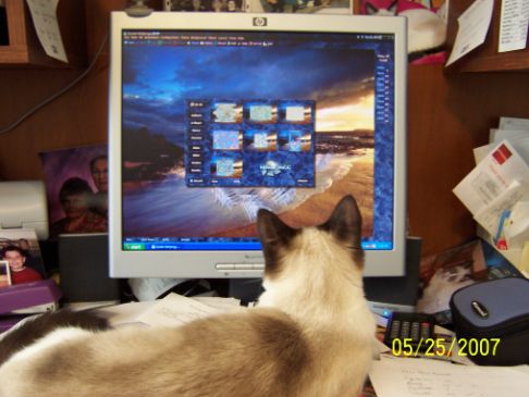 Picture of a cat / kitten / feline