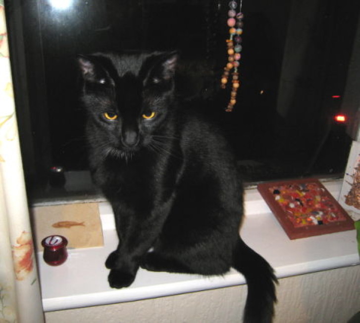 Picture of a cat / kitten / feline