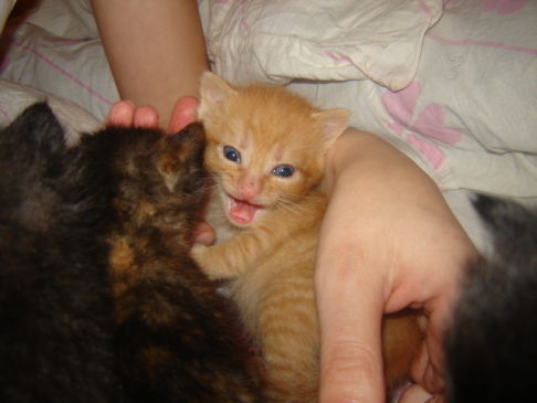 Picture of a cat / kitten / feline