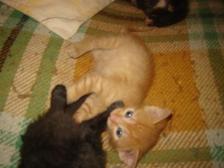 Picture of a cat / kitten / feline