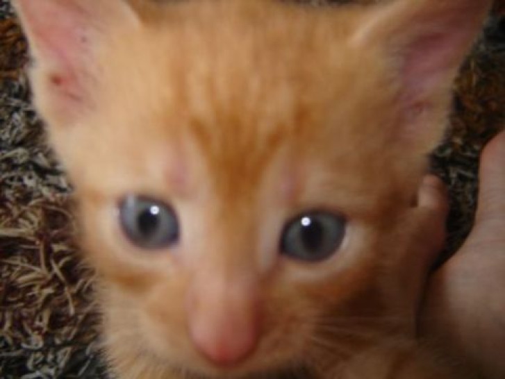 Picture of a cat / kitten / feline