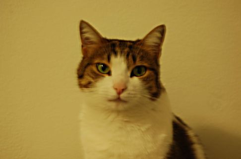 Picture of a cat / kitten / feline