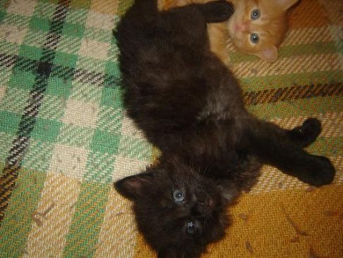 Picture of a cat / kitten / feline