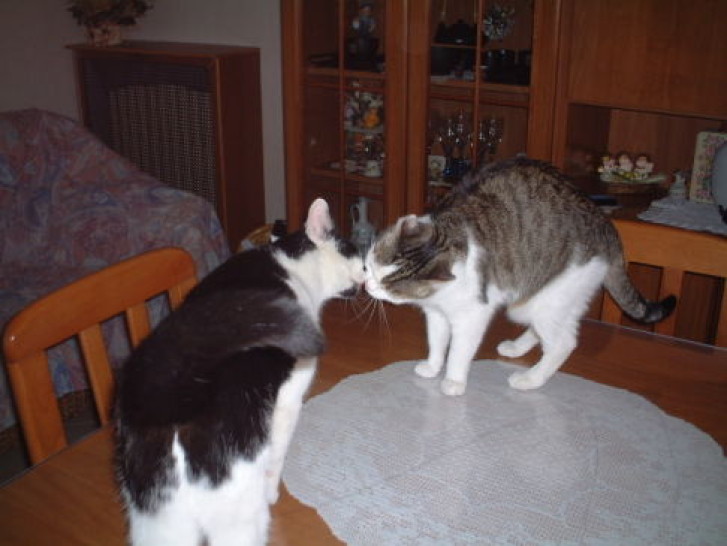 Picture of a cat / kitten / feline