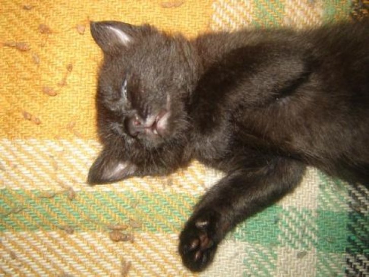 Picture of a cat / kitten / feline