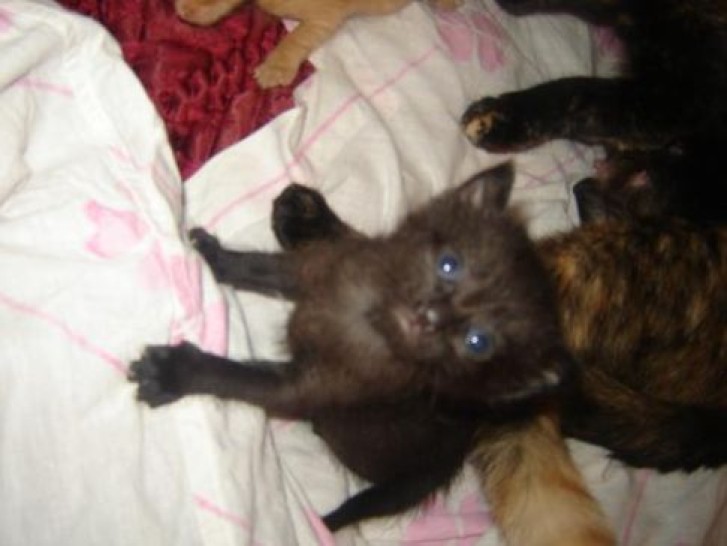 Picture of a cat / kitten / feline