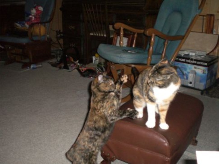 Picture of a cat / kitten / feline