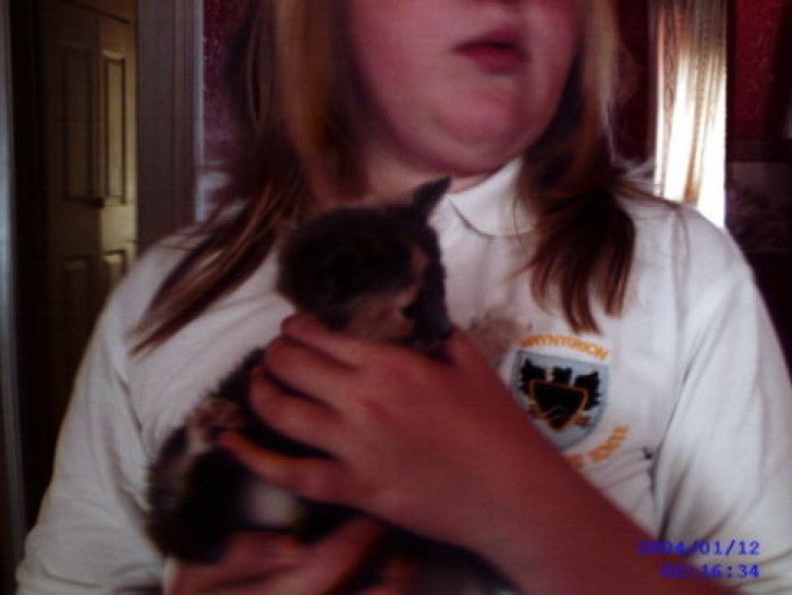 Picture of a cat / kitten / feline