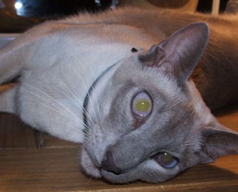 Picture of a cat / kitten / feline