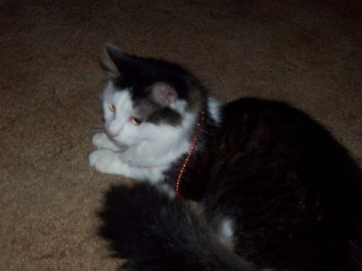 Picture of a cat / kitten / feline