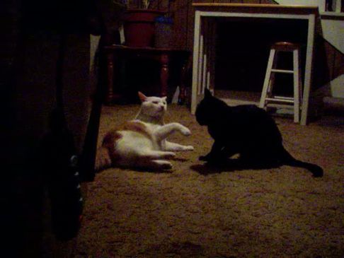 Picture of a cat / kitten / feline