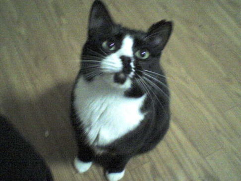 Picture of a cat / kitten / feline