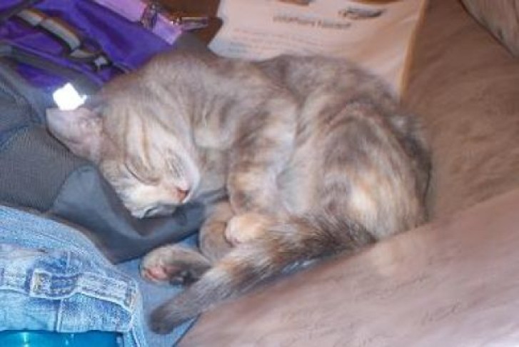 Picture of a cat / kitten / feline