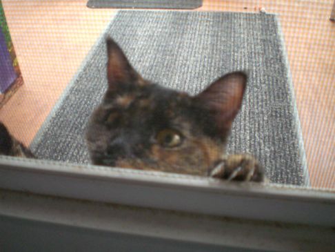 Picture of a cat / kitten / feline