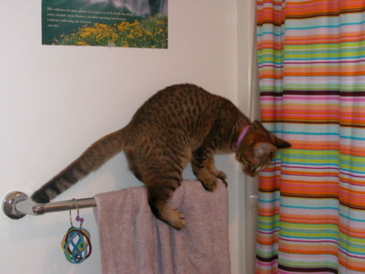 Picture of a cat / kitten / feline