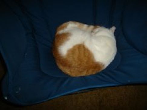 Picture of a cat / kitten / feline