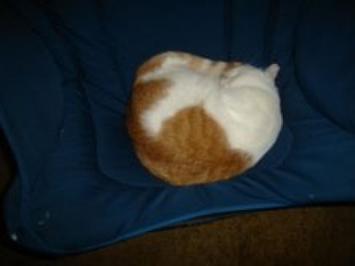 Picture of a cat / kitten / feline