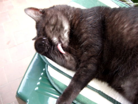 Picture of a cat / kitten / feline