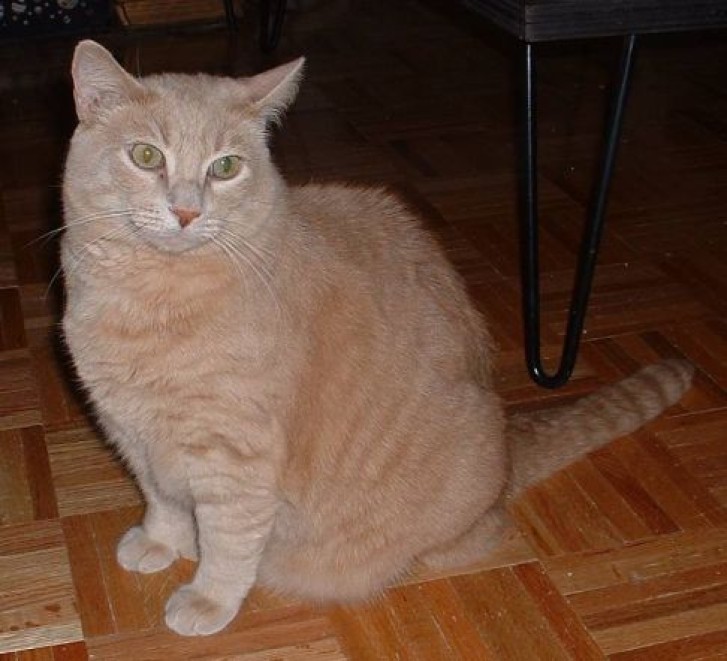 Picture of a cat / kitten / feline