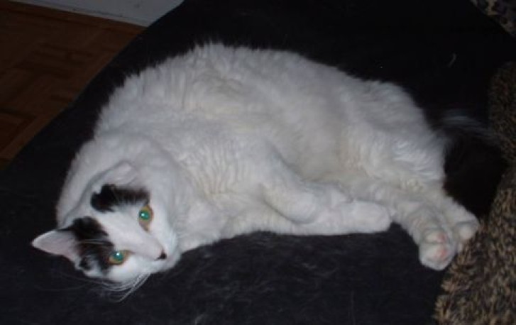 Picture of a cat / kitten / feline