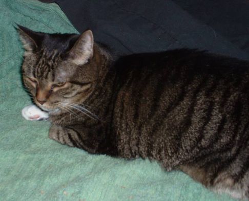 Picture of a cat / kitten / feline