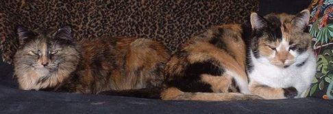 Picture of a cat / kitten / feline