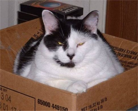 Picture of a cat / kitten / feline