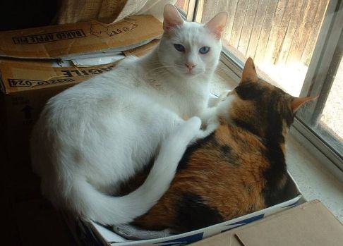 Picture of a cat / kitten / feline