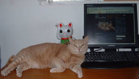 Picture of a cat / kitten / feline