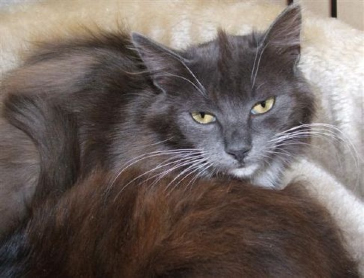 Picture of a cat / kitten / feline