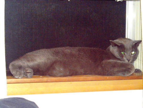 Picture of a cat / kitten / feline