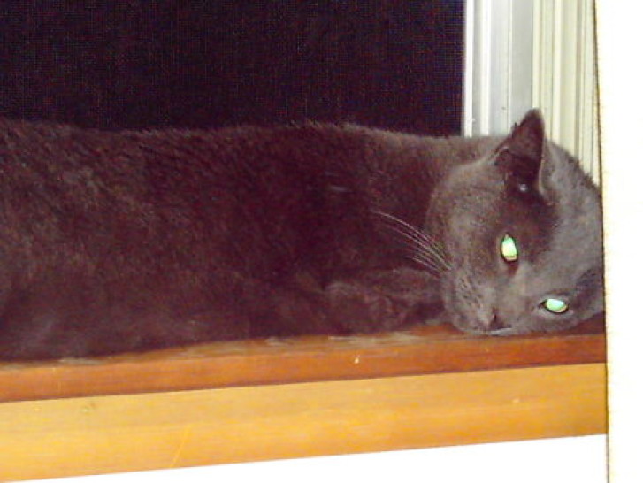 Picture of a cat / kitten / feline