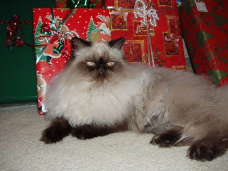 Picture of a cat / kitten / feline