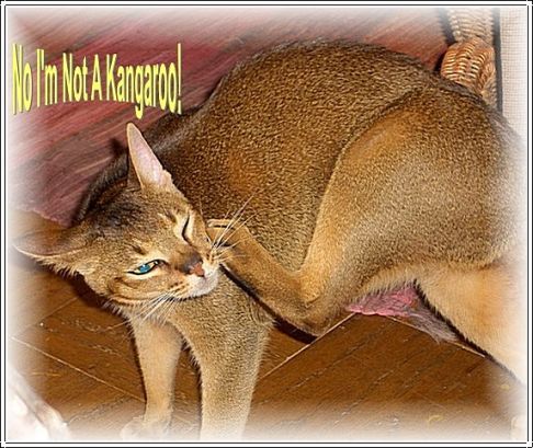 Picture of a cat / kitten / feline