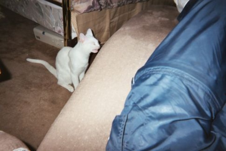 Picture of a cat / kitten / feline