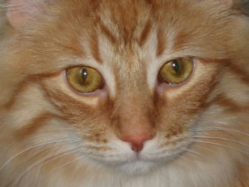 Picture of a cat / kitten / feline