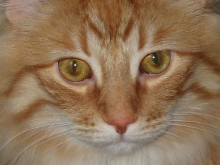 Picture of a cat / kitten / feline