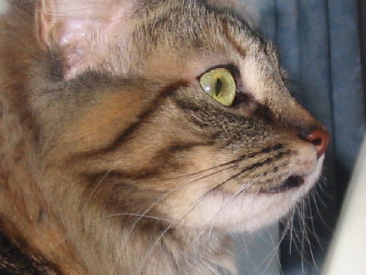 Picture of a cat / kitten / feline