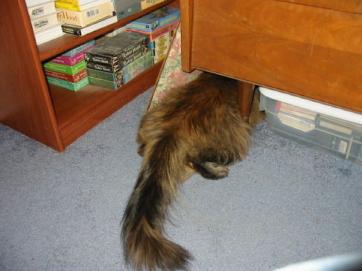 Picture of a cat / kitten / feline