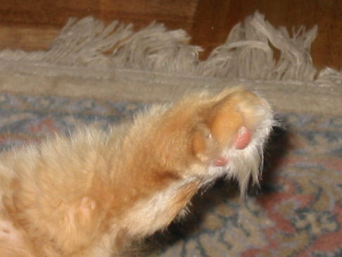 Picture of a cat / kitten / feline