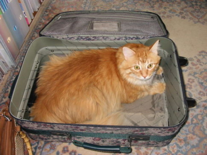 Picture of a cat / kitten / feline