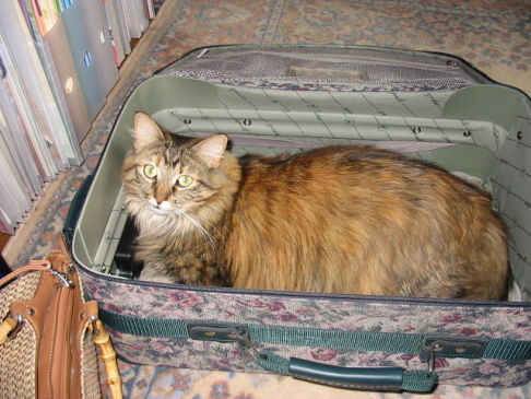 Picture of a cat / kitten / feline