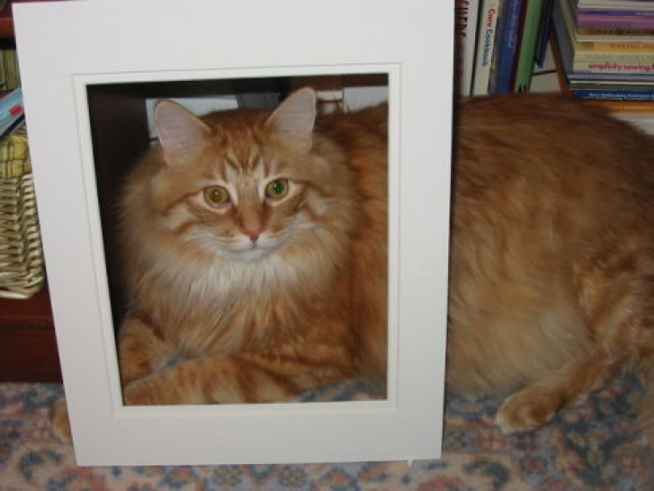 Picture of a cat / kitten / feline