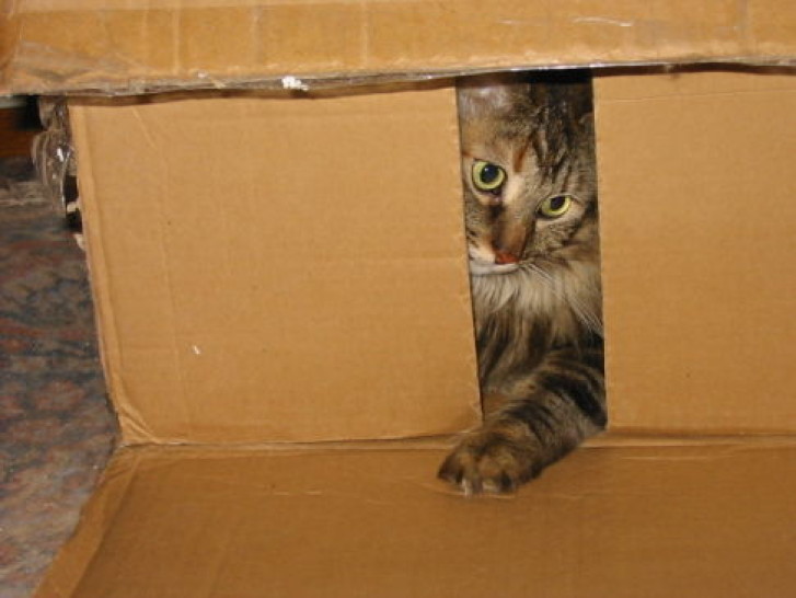 Picture of a cat / kitten / feline