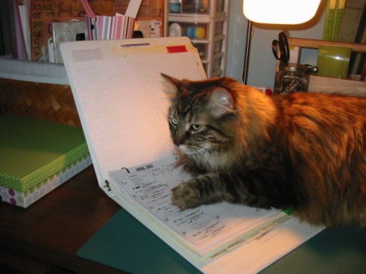 Picture of a cat / kitten / feline